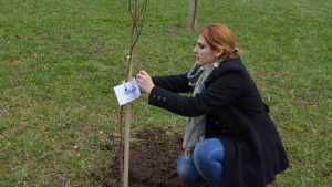 plantare copaci primarie 22