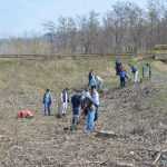 plantare pod Ion Creanga 3310