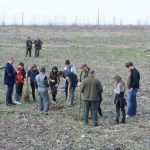 plantare pod Ion Creanga 3318