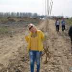 plantare pod Ion Creanga 3324