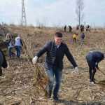 plantare pod Ion Creanga 3326