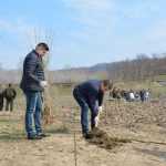 plantare pod Ion Creanga 3328