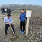 plantare pod Ion Creanga 3347