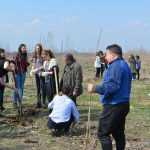 plantare pod Ion Creanga 3349