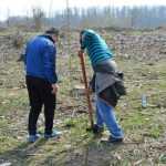 plantare pod Ion Creanga 3350