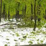 copaci doborati in parc 4869