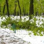 copaci doborati in parc 4870