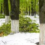 copaci doborati in parc 4871