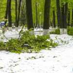 copaci doborati in parc 4872