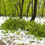 copaci doborati in parc 4873