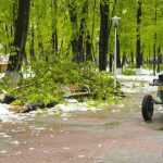 copaci doborati in parc 4874