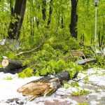 copaci doborati in parc 4877