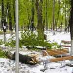 copaci doborati in parc 4884