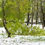 copaci doborati in parc 4885