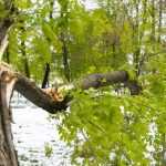 copaci doborati in parc 4888