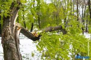 copaci doborati in parc 4888