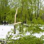 copaci doborati in parc 4890