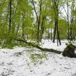 copaci doborati in parc 4892