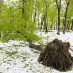 copaci doborati in parc 4896