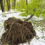 copaci doborati in parc 4902