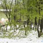 copaci doborati in parc 4907