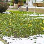 copaci doborati in parc 4913