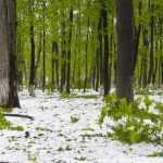 copaci doborati in parc 4916