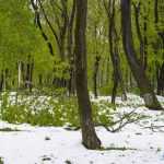 copaci doborati in parc 4919