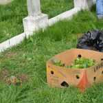 elevi curatenie cimitir 4555