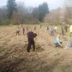 Polițiștii de la Sagna, din nou la plantări 4 politisti sagna plantari 4