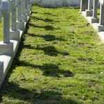 cimitirul Eternitatea Ziua Veteranilor de Razboi 5739