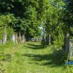 Blecher Fest cimitirul evreesc 0661