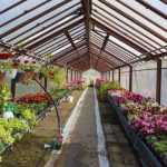 Galerie foto: Zilele Romanului 10 serele primariei 7029