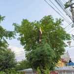 furtuna in Roman Biserica Adventista copaci rupti masini avariate 3524