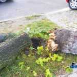 furtuna in Roman Biserica Adventista copaci rupti masini avariate 3527