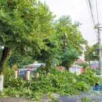 furtuna in Roman Biserica Adventista copaci rupti masini avariate 3534