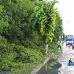 furtuna in Roman E85 copaci rupti 3536