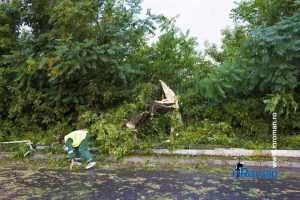 furtuna in Roman E85 copaci rupti 3541