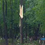 furtuna in Roman parc copaci rupti 3579