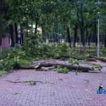 furtuna in Roman parc copaci rupti 3586