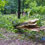 furtuna in Roman parc copaci rupti 3589