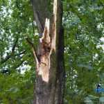 furtuna in Roman parc copaci rupti 3592