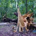 furtuna in Roman parc copaci rupti 3603