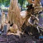 furtuna in Roman parc copaci rupti 3606