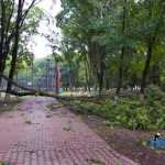 furtuna in Roman parc copaci rupti 3608