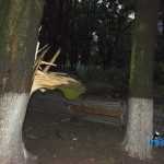 furtuna in Roman parc copaci rupti 3610