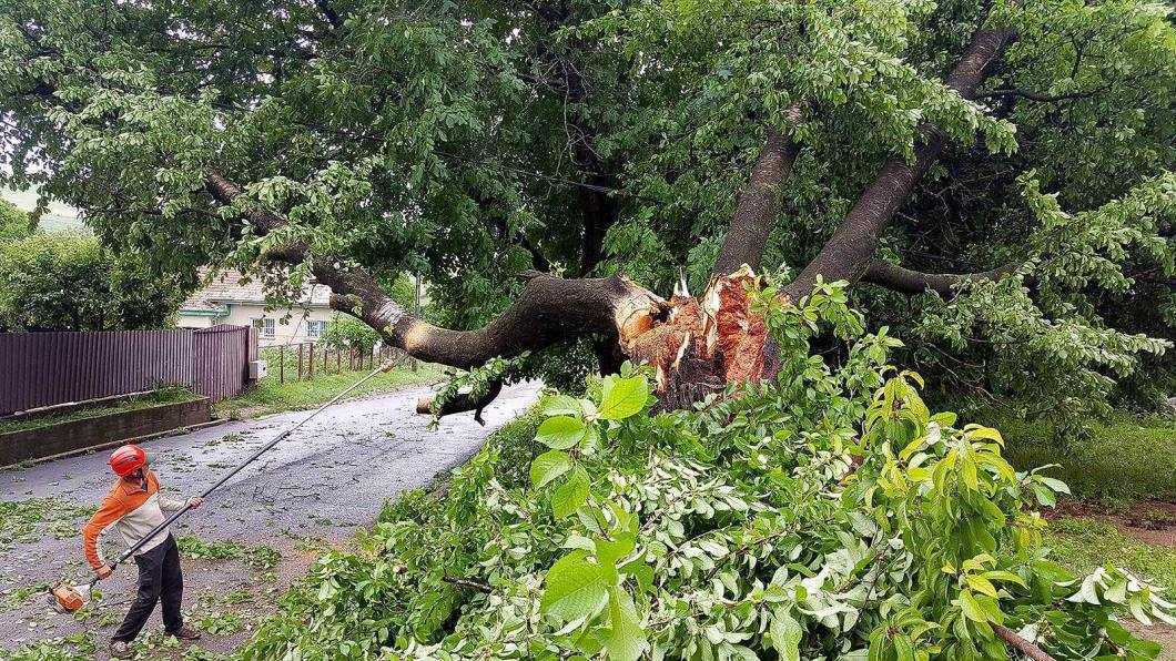 furtuna copac rupt