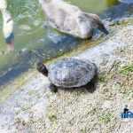 Parcul Municipal Roman 4317