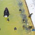 Parcul Municipal Roman 4325