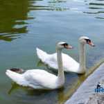 Parcul Municipal Roman 4377